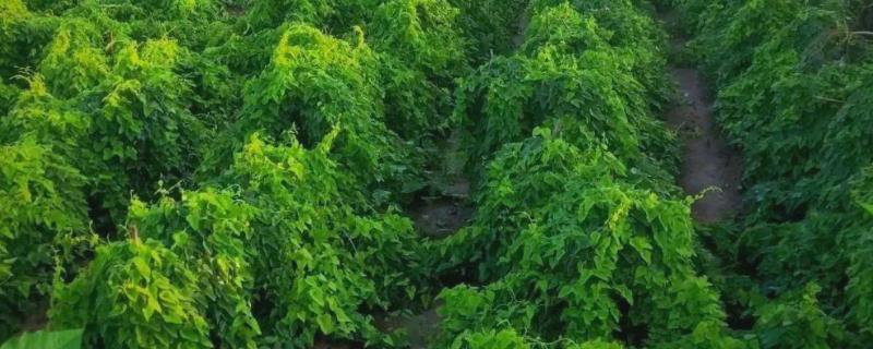 山药种植和采收的时间，在3月份中下旬种植