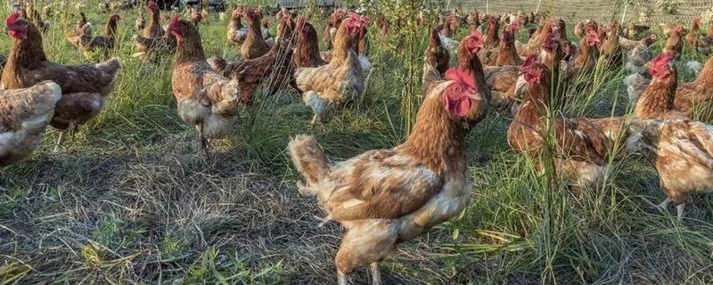 如何防治鸡掉毛，可以给其换用优质全价料或预混料