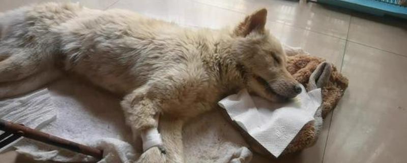 犬瘟热的特点，是一种高度传染性的疾病