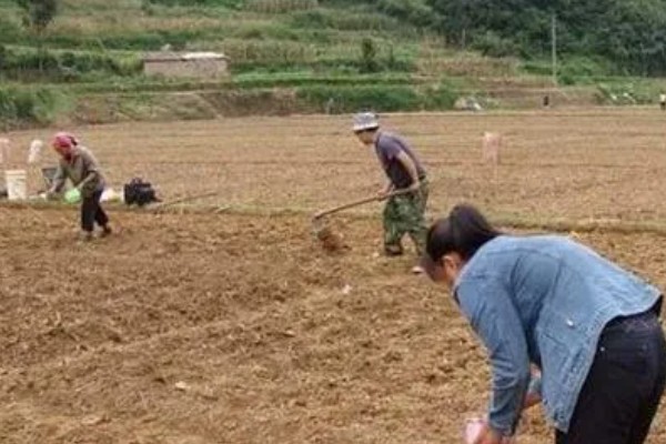 荆芥怎么种植，种子要用清水浸泡12-24小时