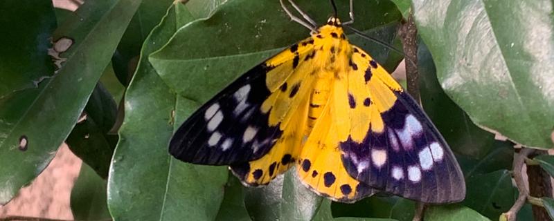 蝴蝶的由来，是由毛毛虫变成