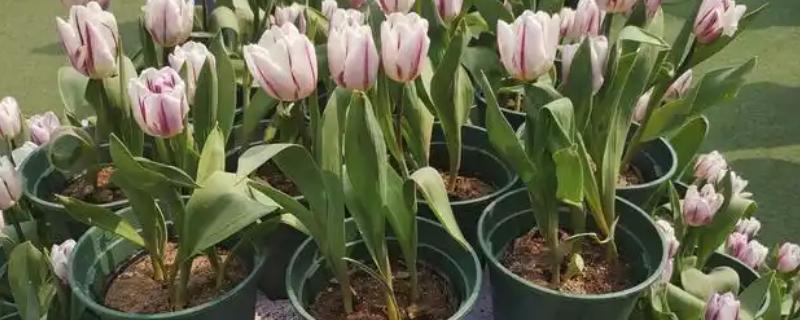 郁金香怎么家养，喜欢微酸性的花土