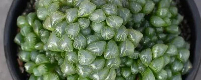 姬玉露的浇水方式，根据季节来浇水