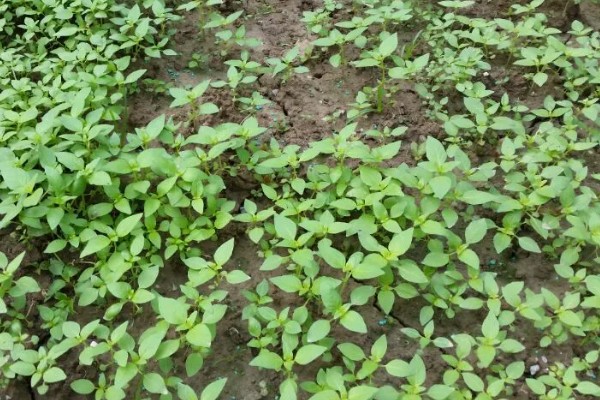 荆芥怎么种植，种子要用清水浸泡12-24小时