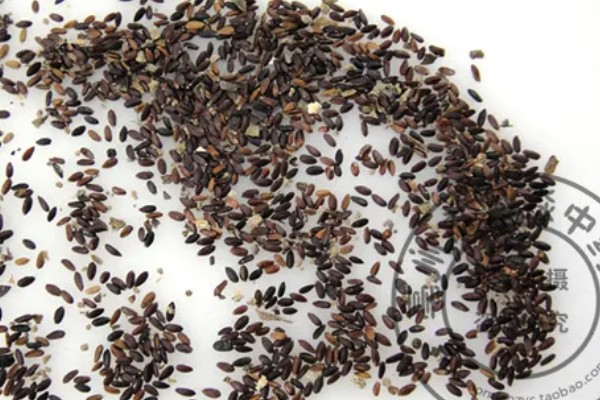 荆芥怎么种植，种子要用清水浸泡12-24小时