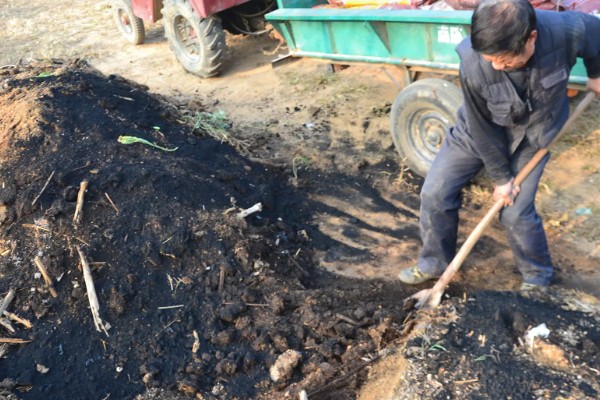 荆芥怎么种植，种子要用清水浸泡12-24小时
