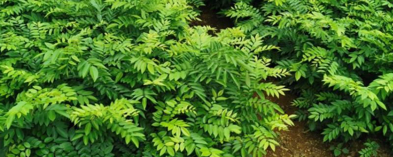 黄花梨小苗的价格，小苗价格在30-40元一株