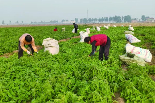 荆芥怎么种植，种子要用清水浸泡12-24小时