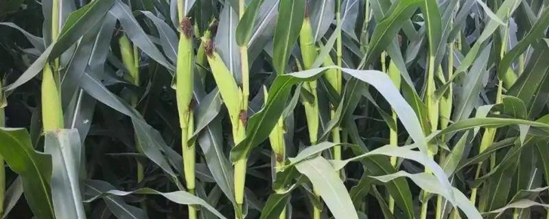 玉米空棵不长穗的原因，营养不良、高温干旱等因素都会造成