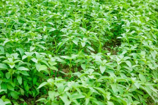 荆芥怎么种植，种子要用清水浸泡12-24小时