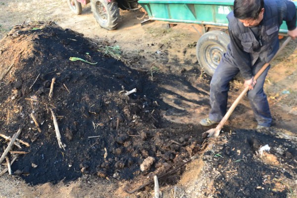 百香果的种植方法,对种子催芽后再撒播