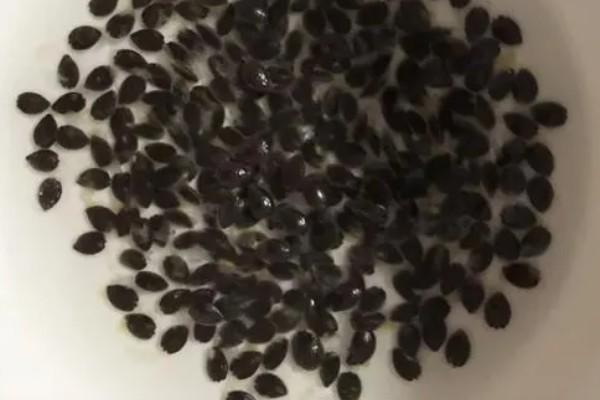 百香果的种植方法,对种子催芽后再撒播