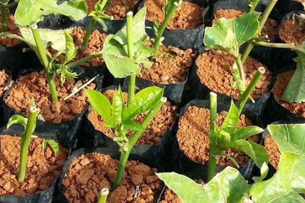 百香果的种植方法,对种子催芽后再撒播