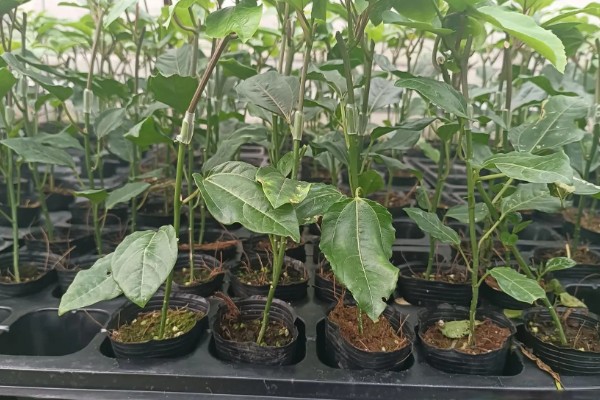 百香果的种植方法,对种子催芽后再撒播