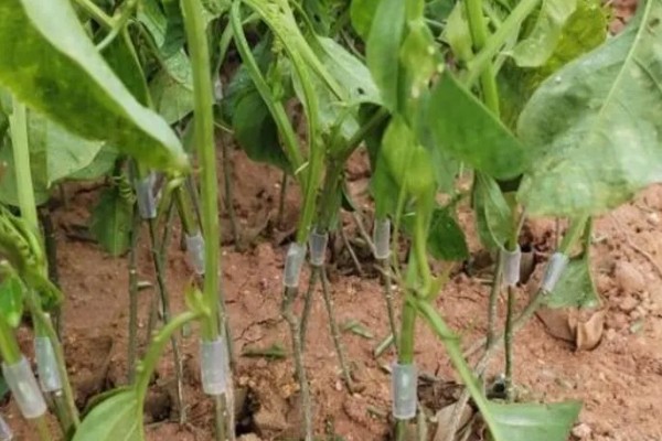 百香果的种植方法,对种子催芽后再撒播