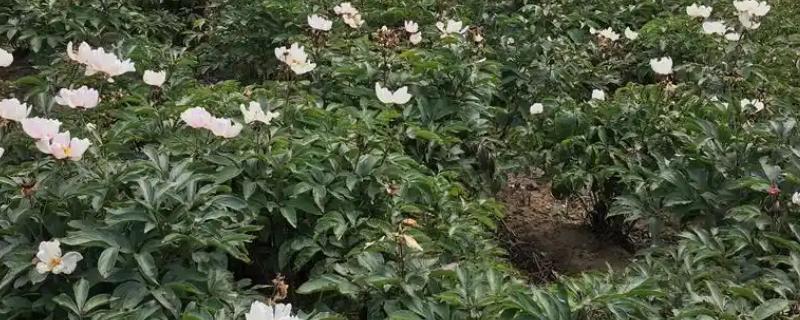 赤芍怎么种植，株行距为40×50厘米