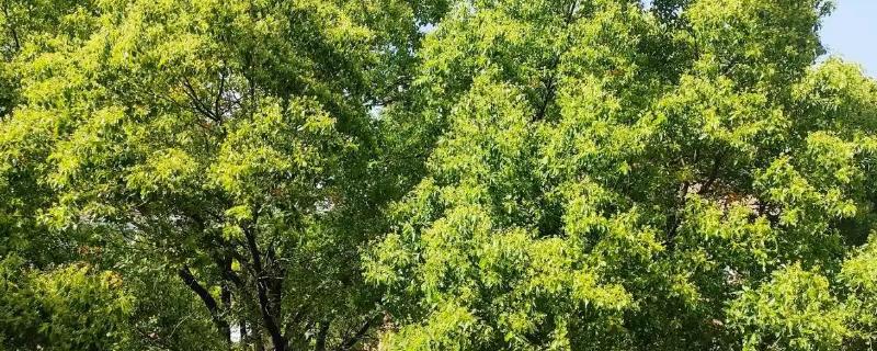 香樟树与樟树怎么辨别，二者并无区别