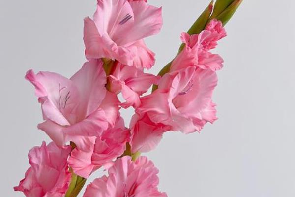 剑兰的花语是什么，寓意正直高洁、典雅高雅等