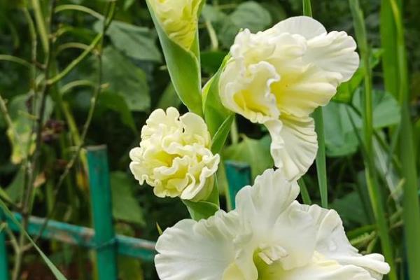 剑兰的花语是什么，寓意正直高洁、典雅高雅等