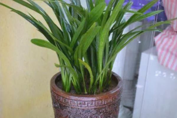 剑兰的花语是什么，寓意正直高洁、典雅高雅等