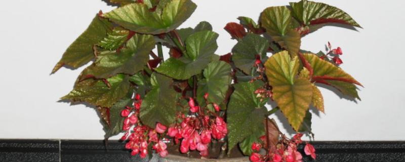 怎么养大叶海棠，冬季每隔10-15天浇灌一次