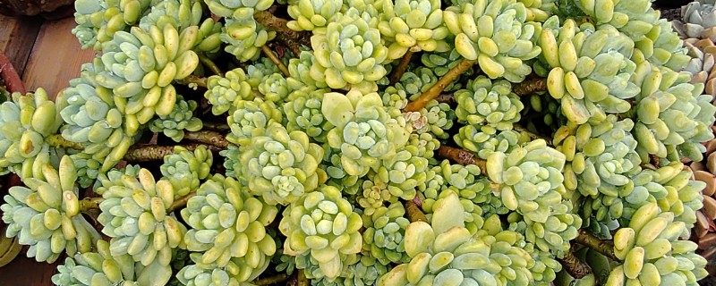 哪些多肉的香味很浓郁，常见碰碰香、迷你莲等品种