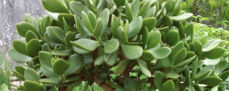 怎么养厚脸皮植物，每隔3天浇水一次