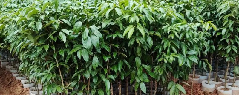 荔枝苗种多久才能施肥，定植后经过1个月即可追施