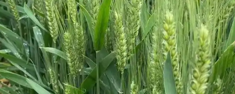 稷麦209小麦品种的特征特性，亩穗数41-44万左右
