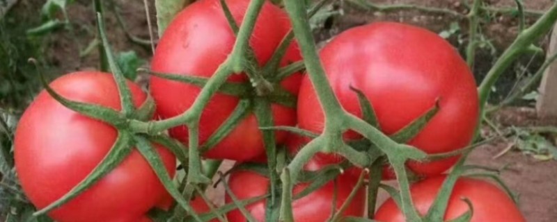 西红柿的亩产，与自身的品种、种植方式等有关