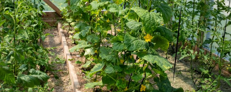 怎么给黄瓜搭架子，将竹竿顶部连接后放在瓜秧两侧