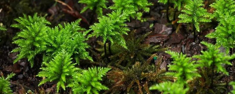 怎么养万年藓，选择生态瓶或者草缸作为器皿