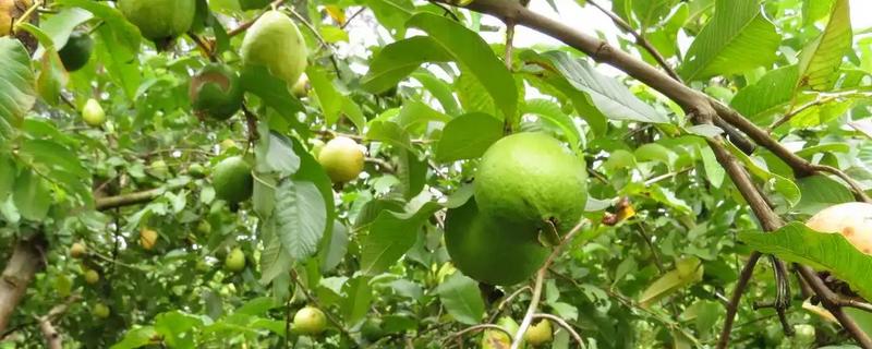 番石榴的高产种植技术，在南方一年四季都可种植
