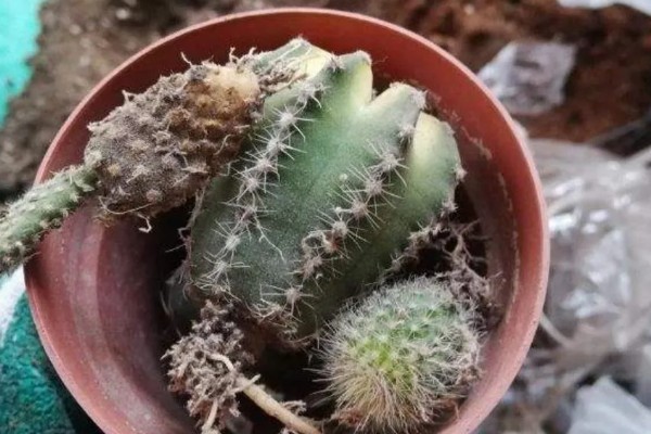 判断仙人球缺水的方式，其叶片会出现褶皱