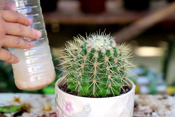 判断仙人球缺水的方式，其叶片会出现褶皱