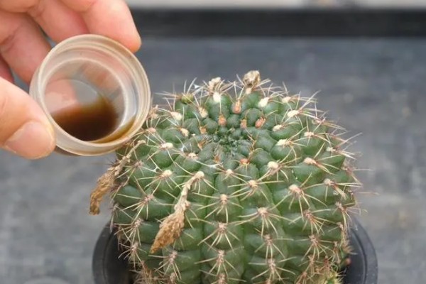 判断仙人球缺水的方式，其叶片会出现褶皱