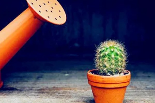 判断仙人球缺水的方式，其叶片会出现褶皱