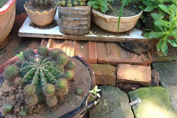 判断仙人球缺水的方式，其叶片会出现褶皱