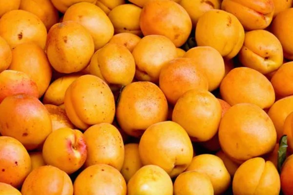 鲜食杏如何贮藏运输，运输过程中应轻装稳运