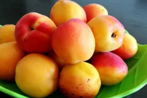 鲜食杏如何贮藏运输，运输过程中应轻装稳运