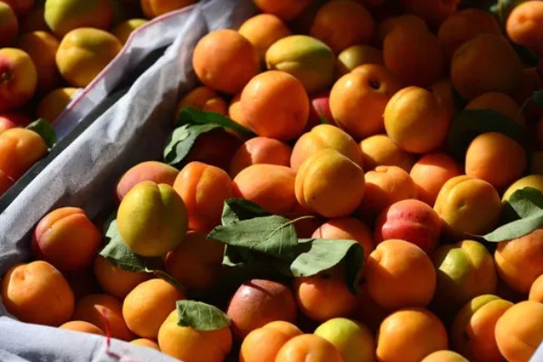鲜食杏如何贮藏运输，运输过程中应轻装稳运