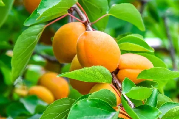 鲜食杏如何贮藏运输，运输过程中应轻装稳运