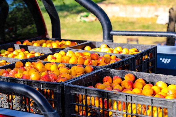 鲜食杏如何贮藏运输，运输过程中应轻装稳运