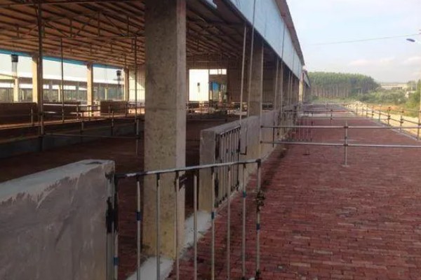 养牛场的修建方法，确保地面中间高、两边低