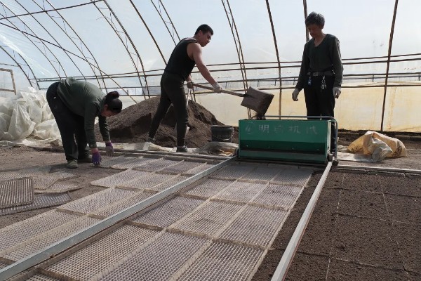 茄果类蔬菜怎么防治病害，播种前用温水浸种或用药物拌种