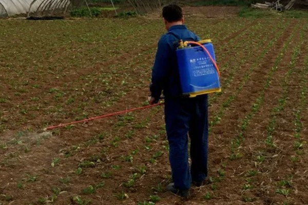 茄果类蔬菜怎么防治病害，播种前用温水浸种或用药物拌种
