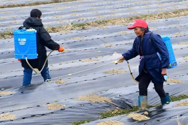 茄果类蔬菜怎么防治病害，播种前用温水浸种或用药物拌种