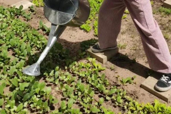 茄果类蔬菜怎么防治病害，播种前用温水浸种或用药物拌种
