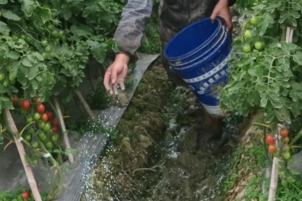 茄果类蔬菜怎么防治病害，播种前用温水浸种或用药物拌种