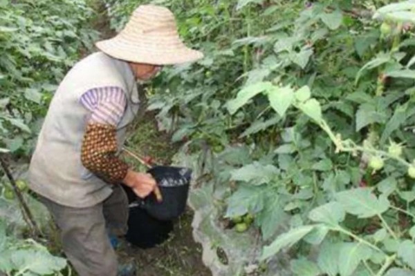 茄果类蔬菜怎么防治病害，播种前用温水浸种或用药物拌种
